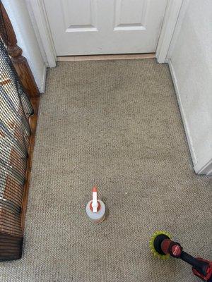 Bee Carpet Cleaning