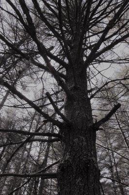 Some huge and spooky old trees