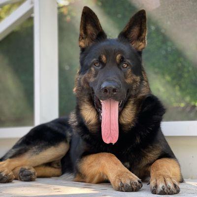 4D K9 German Shepherds