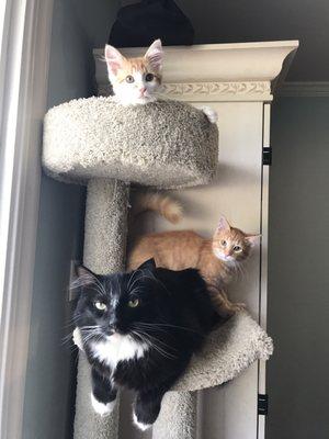 The new kittens hanging out with the "boss" cat!