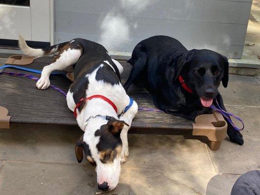 She leaned how to sit in one "place" even with another dog distracting her.