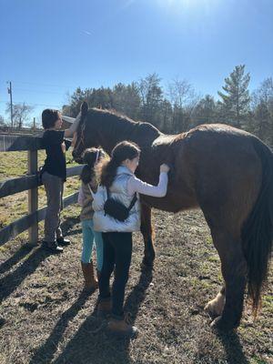 Equine Encounters allow small groups to come for an exclusive experience visiting with our rescue horses.