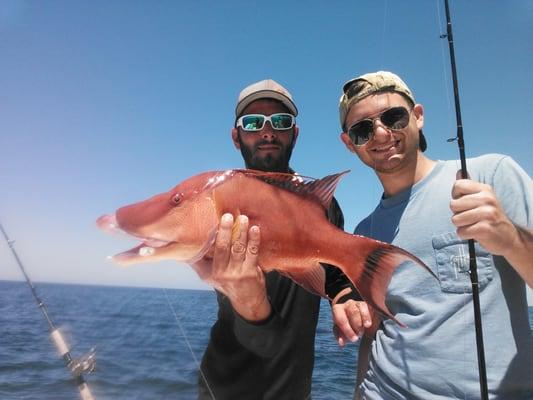 hogfish clearwater fishing charter