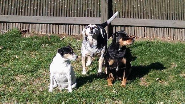 Frankie, Pearl and Ernie we give them daily visits and pet sitting too. What a crew here :)