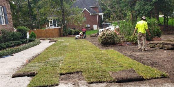 Zenith Zoysia Sod Installation