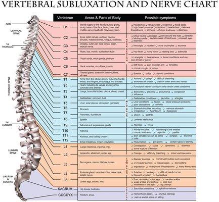 Vertebral subluxation and nerve chart