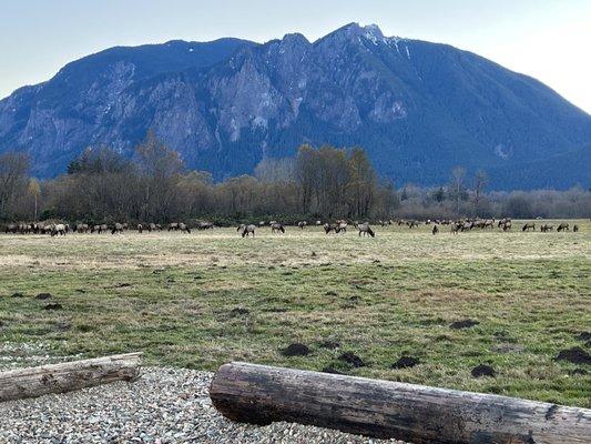 Lots of Elk at Meadowbrook this morning