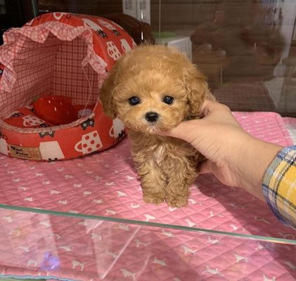 Teacup Poodle Puppies