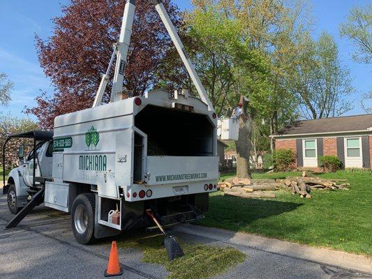 Removing tree from front yard.