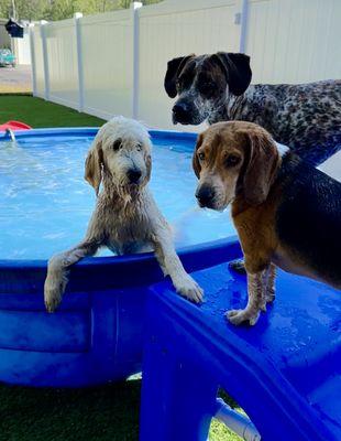 Dogs enjoying the pool