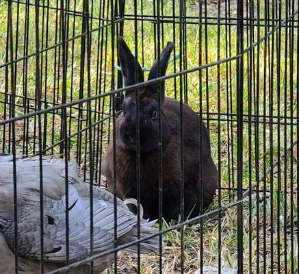 Pepper the bunny