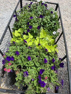 Gorgeous hanging baskets fit for my porch