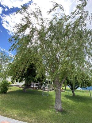 Gorgeous willow tree along the path!