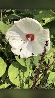 Rose of Sharon