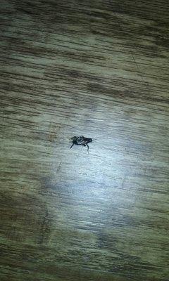 Dead roaches on the floor. The room obviously had not been swept or mopped.