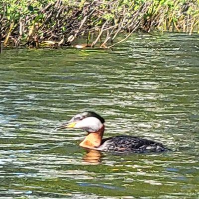 Red Grebe