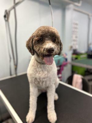 Lagotto romagnolo