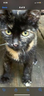 This is the stray that I think was kept deliberately and I was not informed when her adoption was despite daily checks