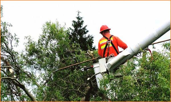 Tree Guys , our name says it all ! Beautify your landscape with our exceptional residential and commercial tree services !  call 631-243-071