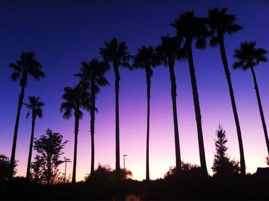 Sunset over Natomas park.