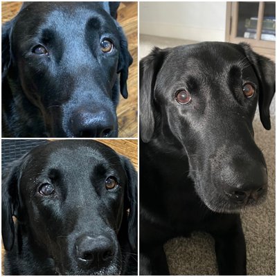 Before, during, and after his treatment plan with Dr. Beaumont. Healthy and happy!