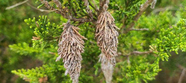 Moth cocoons.