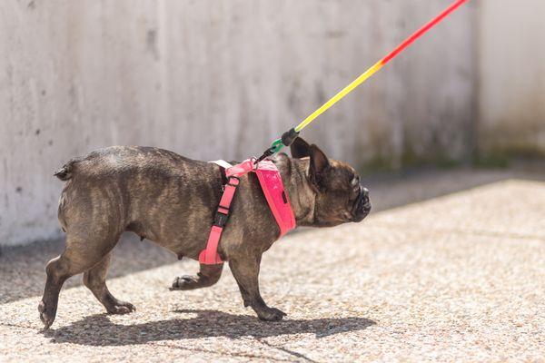 Summer strut