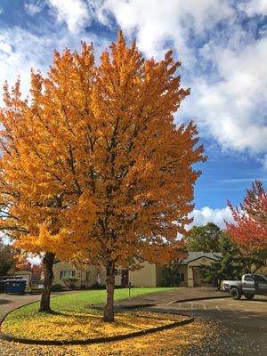 Corvallis Community Children's Centers