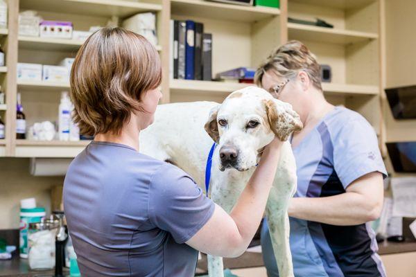 Corinth Animal Hospital