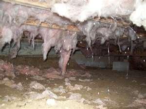 Bad crawlspace with no vapor barrier