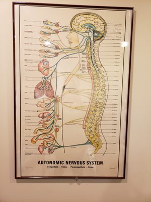 We recommend regular chiropractic care as a way to maintain optimal health and wellness.