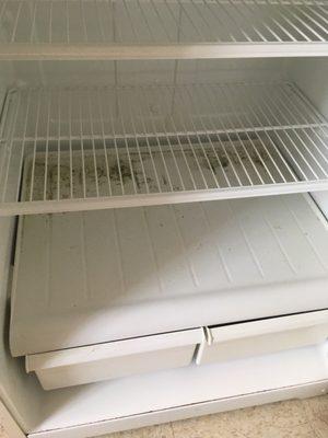 Mildew in the fridge