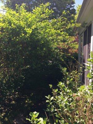 Landscaper brushed past overgrown bushes because he wanted to wait until May to prune them