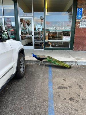 An occasional and rare member of the gym, Pete the Peacock. A true local attends this gym!