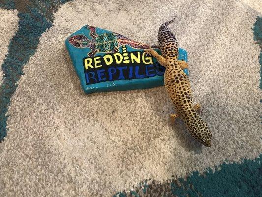 Redding Reptiles offers amazing products with a very friendly knowledgeable staff. BIG BERTHA, my Gecko gets all of her supplies there!