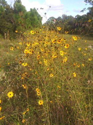 Wildflowers. Some sort of coreopsis? Black eyed susan? Sunflower family?