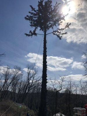 Cutting down 110' pine tree.