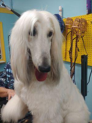 This is Didi! She is one beautiful Afghan Hound pup.