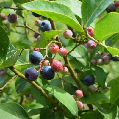 Kernodle's Blueberry Farm