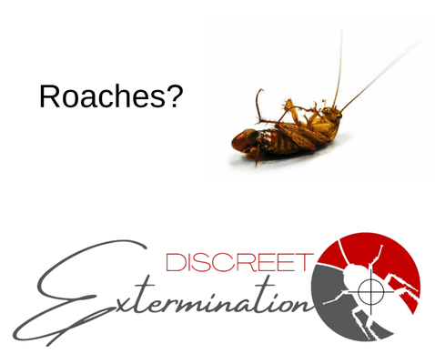 Roaches