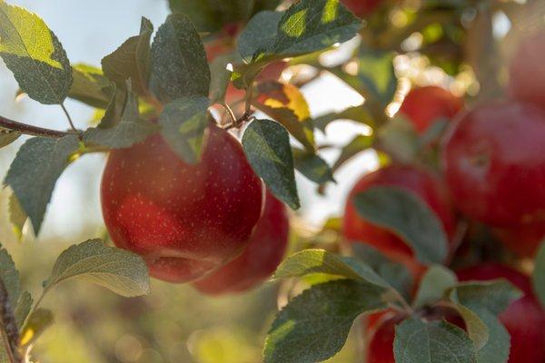 SugarBee® apples on the tree.