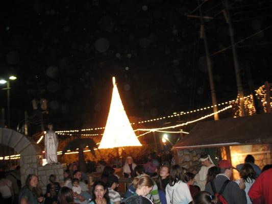 Amazingly, this tree provides an incredible degree of illumination to the grounds across the San Marcos River.