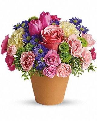 Roses, tulips, miniature carnations, light pink and hot pink spray roses, monte cassino asters, delivered in a classic terra-cotta pot.