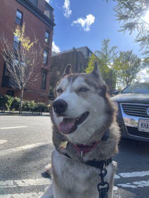 Lucy really loves her evening walks