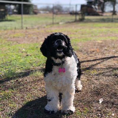 Chloe Boarding while her parents are away!