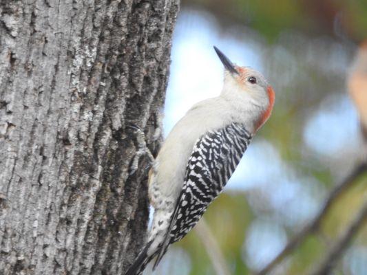 Red-bellied Woodpecker