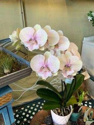 Beautiful phalaenopsis orchid