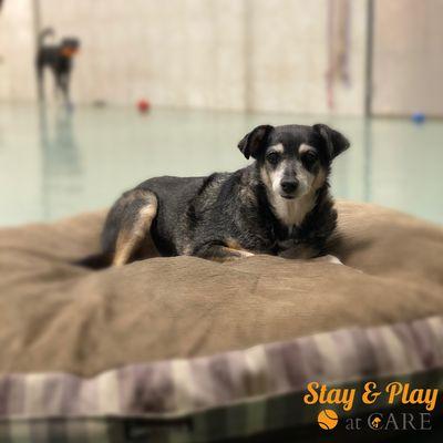 Stay And Play At Care