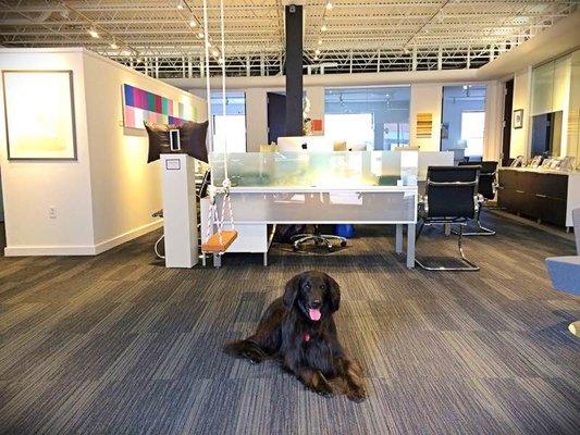 Emmy the Buyer's Edge Office dog. XOXO