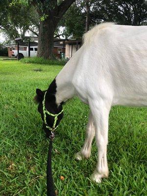 A newly rescued horse eating grass